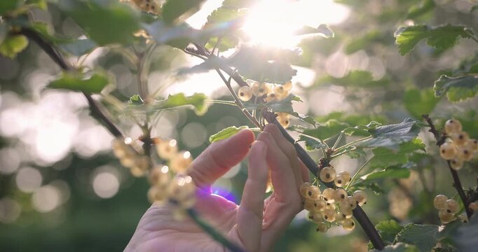 Wei&szlig;e Johannisbeerrispe wird im Sonnenlicht gepfl&uuml;ckt &ndash; frische Sommerernte