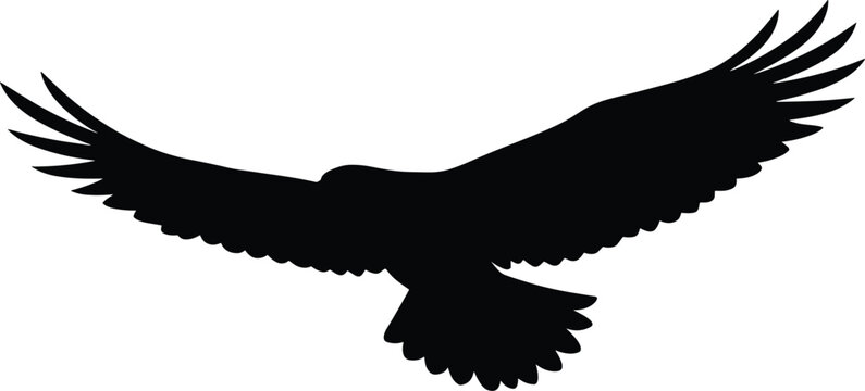 Flying eagle silhouette vector illustration of a wild majestic bird of prey soaring with open wings