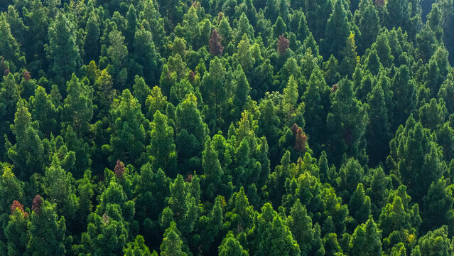Aerial view of dense evergreen forest with lush green treetops and scattered reddish-brown foliage under bright daylight Sukabumi, West Java, Indonesia.