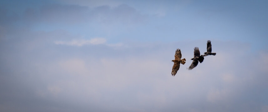 Buse variable harcel&eacute;e par des corneilles. Houspillage d'un rapace par des corvid&eacute;s dans le ciel. Alquines (Pas-de-Calais) sur le sentier touristique du Mont Vert. Format Banni&egrave;re