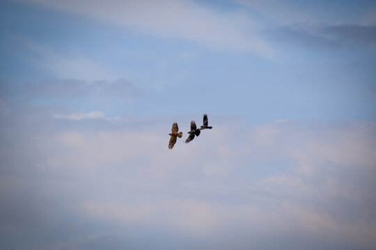 Buse variable harcel&eacute;e par des corneilles. Houspillage d'un rapace par des corvid&eacute;s dans le ciel. Alquines (Pas-de-Calais) sur le sentier touristique du Mont Vert