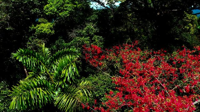 Rainforest Canopy with Red Flowering Tree in Tropical Ecuador, Green Jungle Vegetation, Palm Leaves and Amazon Biodiversity Nature Background