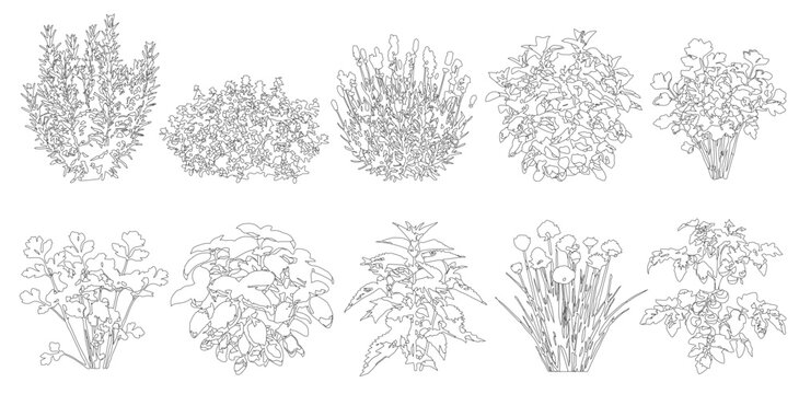 Vector set of herbs and bushes in elevation view for use in architectural drawings - isolated on transparent background	