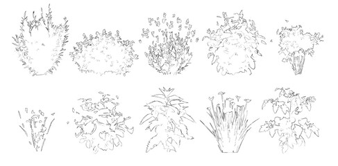 Set of herbs and bushes in elevation view for use in architectural drawings - isolated on transparent background  © Manon