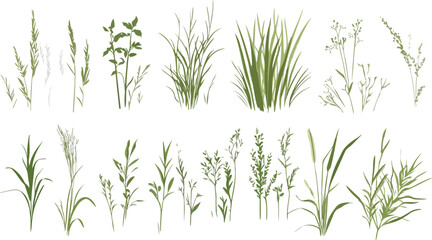 Fototapeta premium Isolated green grass and herb leaves on white background, fresh rosemary, dill, bamboo and organic plant branches, natural spring growth, green botanical ingredient texture