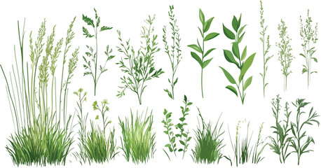 Naklejka premium Green grass vector illustration isolated on white background with plant leaves, herbs, bamboo, rosemary, dill, fresh spring summer nature growth ingredient herbal spice