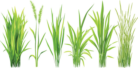 Fototapeta premium Fresh green grass isolated on white background with natural spring meadow texture