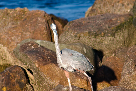 A great blue heron stands on shoreline rocks beside rippling water in Long Beach.