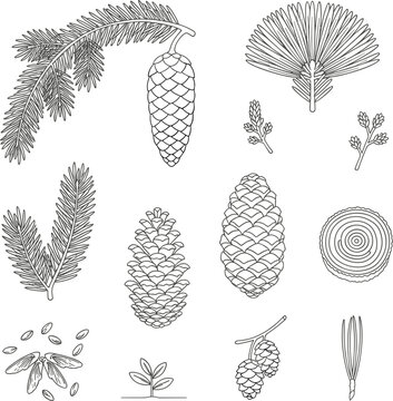 Pine Cone and Conifer Branch Botanical Vector Line Art Set Featuring Cedar Pine Needles Evergreen Twigs and Tree Rings for Christmas Winter Designs