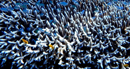 Filipino sea life © Brian