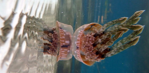 Filipino sea life © Brian