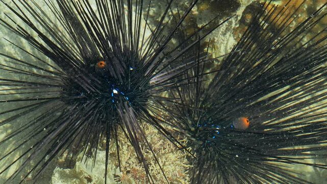 Close Up of Two Diadema Sea Urchins Among Coral Reef Growth