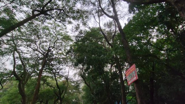 Upward View of Tall Green Tree Canopy in a Forest Park