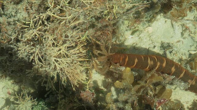 Close Up of Tentacled Reef Invertebrate Exploring Coral Habitat