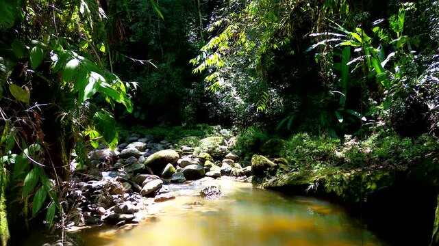 Shallow Rainforest Creek in Tropical Ecuador with Clear Water, Pebbles, Dense Jungle Vegetation and Remote Freshwater Nature Landscape