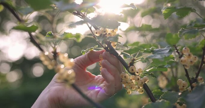 Wei&szlig;e Johannisbeeren werden im Sonnenlicht von einer Hand gepfl&uuml;ckt
