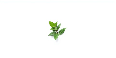 Fototapeta premium Fresh green leaves arranged on a white background