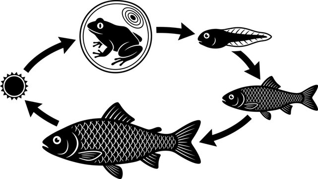 Frog Life Cycle Diagram Showing Metamorphosis Stages from Egg Tadpole Juvenile to Adult Amphibian Vector