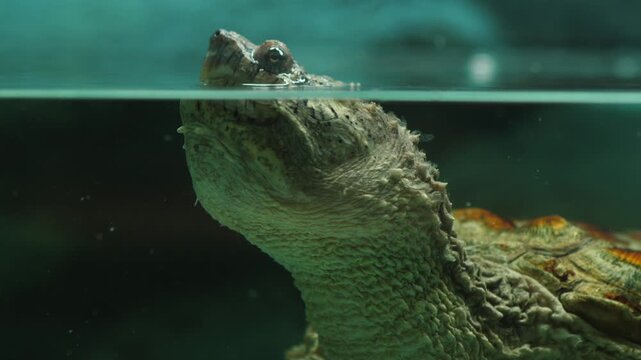 Close up of a snapping turtle sticking its nose out of the water to take a breath. The exotic reptile is inside an aquarium with clear water.