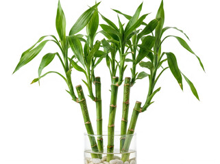 Obraz premium Lucky bamboo plant in glass vase on isolated on transparent background