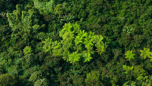 Aerial view of lush tropical rainforest canopy featuring prominent tree ferns with star-shaped fronds and dense green vegetation in Sukabumi, West Java, Indonesia.