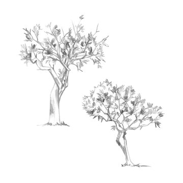 Olive, argan, buckthorn trees, cedar spiky shaded canopy, natural botanical pencil hand drawing. Farm-to-table campaigns, educational materials, Mediterranean branding, stationery travel products.