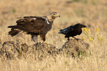Fototapeta premium Six-year-old male Spanish Imperial Eagle in his territory early morning in late spring