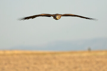 Naklejka premium Black Kite flying with the first light of a summer day in its territory