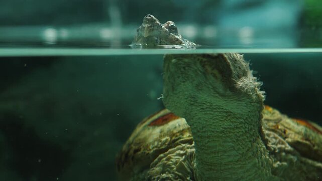A snapping turtle keeps the tip of its muzzle above the water surface in an aquarium. The close-up shot shows the split water line with the reptile's neck and shell submerged