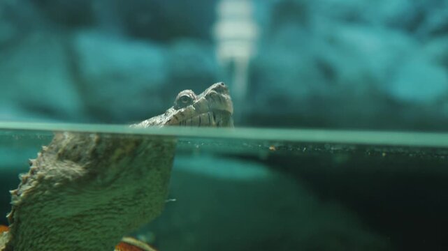 A snapping turtle slowly raises its head above the water surface in an aquarium. The close-up shot shows the reptile's predatory muzzle and a clear water line