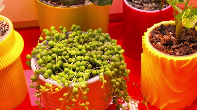 Colorful houseplant collection on bright window sill