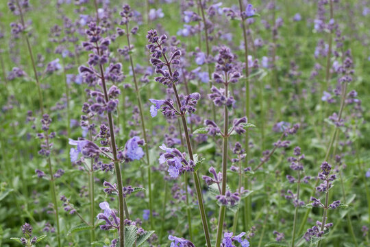 Horizontal close-up of purple catnip flowers against a blurred green nature background. Ideal for eco-friendly packaging, wellness blogs, and botanical website headers