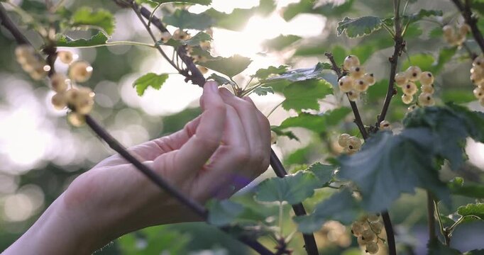 Hand pfl&uuml;ckt wei&szlig;e Johannisbeeren von unten &ndash; Ernte im Sonnenlicht