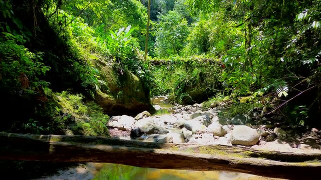 Tropical Rainforest Stream in Ecuador with Rocks, Clear Brown Water, Dense Green Vegetation and Remote Jungle Freshwater Ecosystem Scene