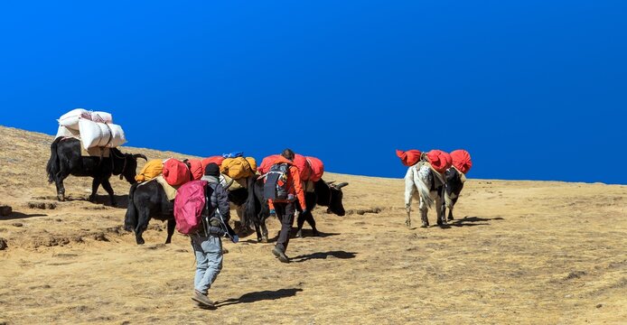 Yak or dzo caravan way to Mount Everest base camp