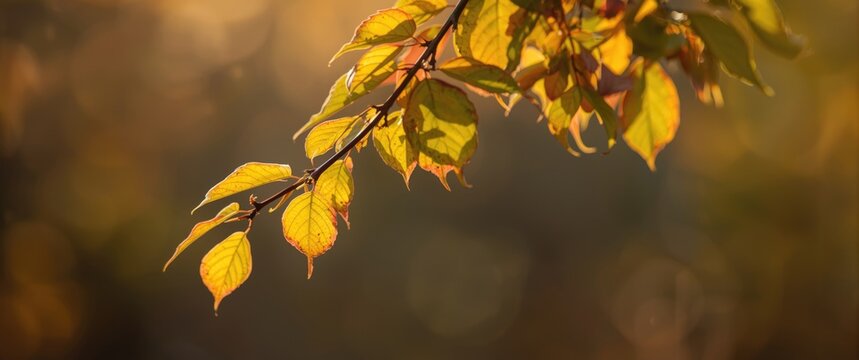 Seasonal green foliage branch showcasing early autumn colors