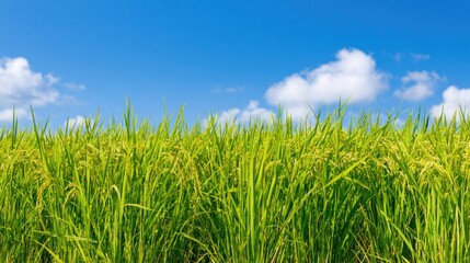 Obraz premium Lush Green Rice Field Under Bright Blue Sky with White Clouds in Rural Agricultural Landscape