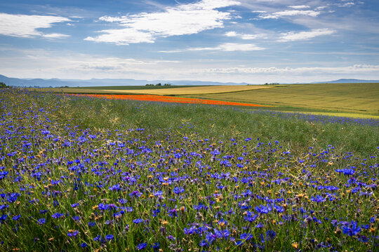 Kornblumen und Mohnbl&uuml;ten in der Feldflur von Germerode