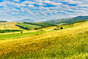 Fototapeta premium amazing golden summer landscape of beautiful golden wheaten field with scenic farmland view to picturesque hills and colorful sunset cloudy sky on background