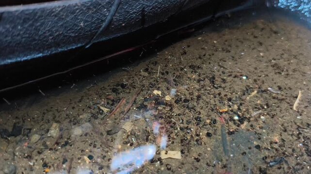Mosquito larvae swimming in stagnant water inside a discarded used tire close up
