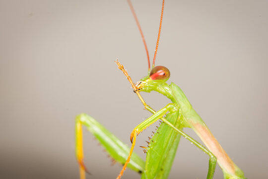 closeup of a praying mantis against out of focus background