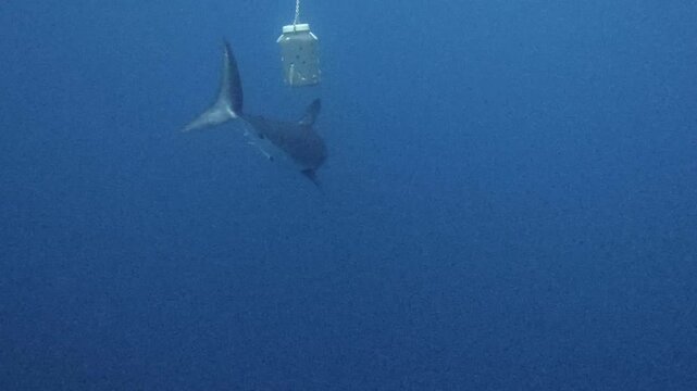 Shortfin Mako Shark Biting Bait Box Underwater