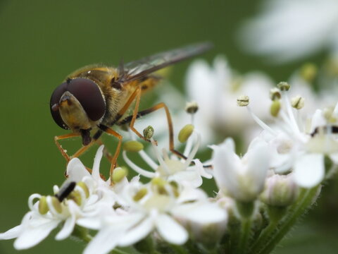 Marmalade Hoverfly (Episyrphus balteatus) pollinating hogweed umbellifer flowers