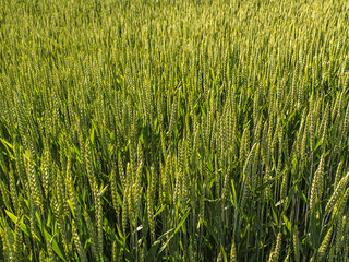 Obraz premium Green Wheat Field Close-Up in Golden Light