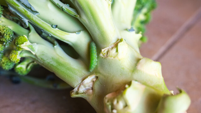 Green caterpillar on a broccoli stalk. Close-up view of eco-food with pests on the plant. Fresh vegetable with natural elements.