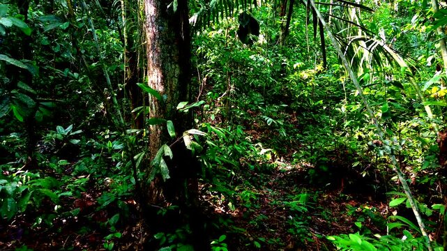 Dense Tropical Rainforest Trail in Ecuador with Green Understory, Tall Trees, Vines and Remote Jungle Biodiversity Nature Background