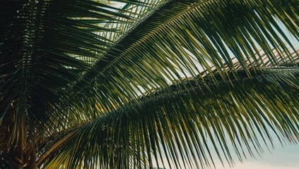 Naklejka premium Palm tree leaves against a blue sky