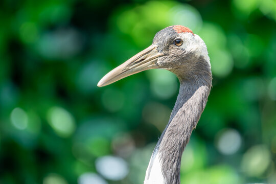 Red-crowned crane Grus japonensis close-up portrait, captive bird, UK
