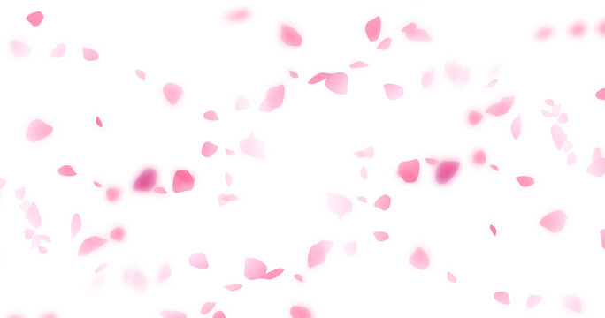 Beautiful floral overlay with flying pink petals at transparent background