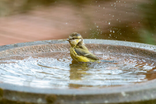 Blue tit Cyanistes caeruleus juvenile bathing in garden bird bath with splash, Norfolk, UK